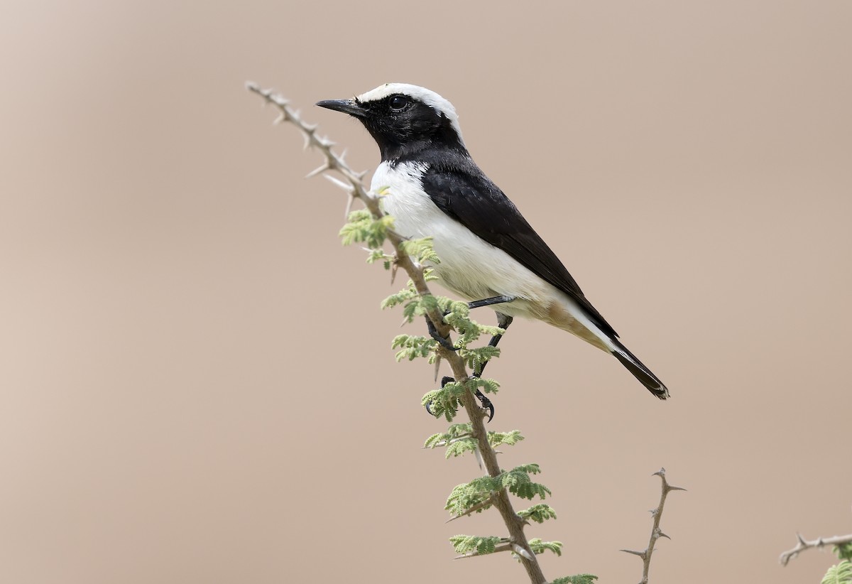 Arabian Wheatear - Pavel Štěpánek