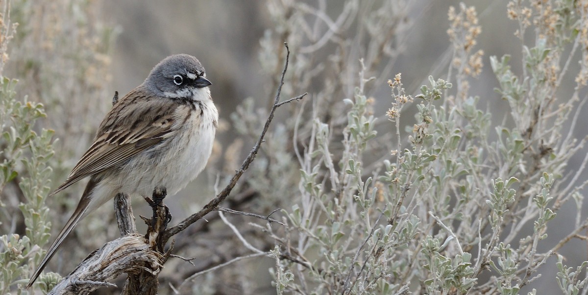 Sagebrush Sparrow - ML615954902