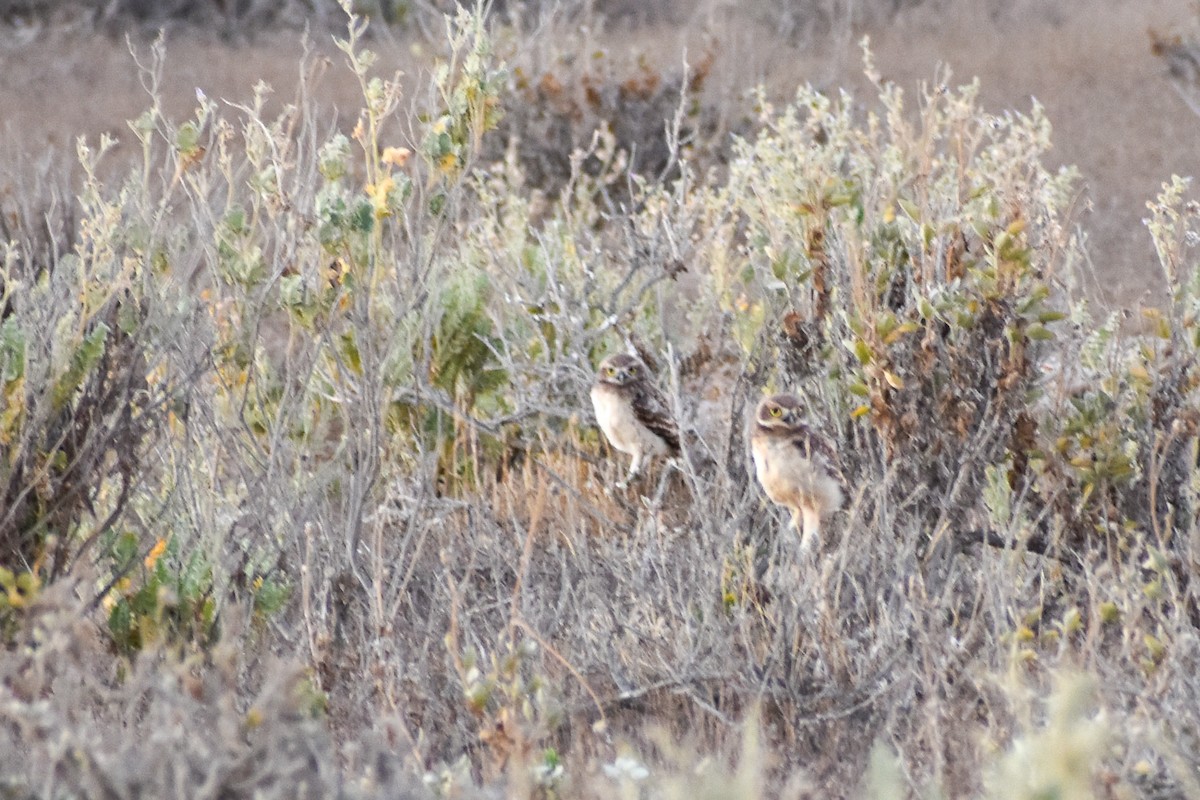 Burrowing Owl - ML615954907