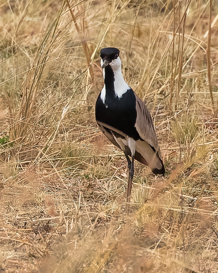 Spur-winged Lapwing - ML615954910