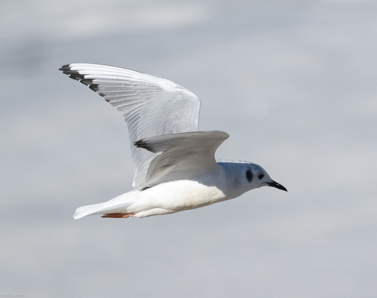 Bonaparte's Gull - ML615954932