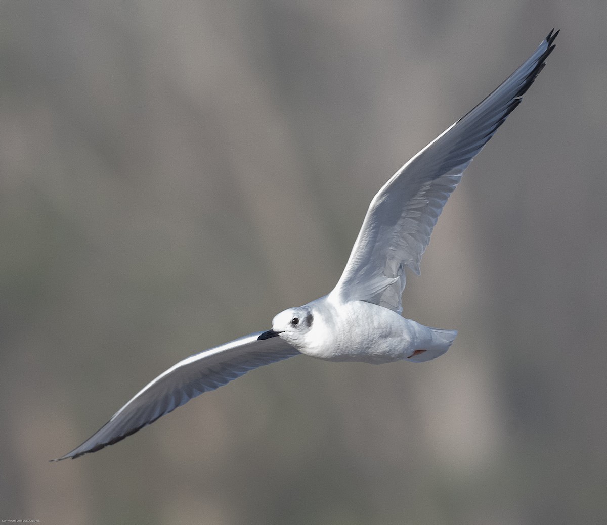 Bonaparte's Gull - ML615954934