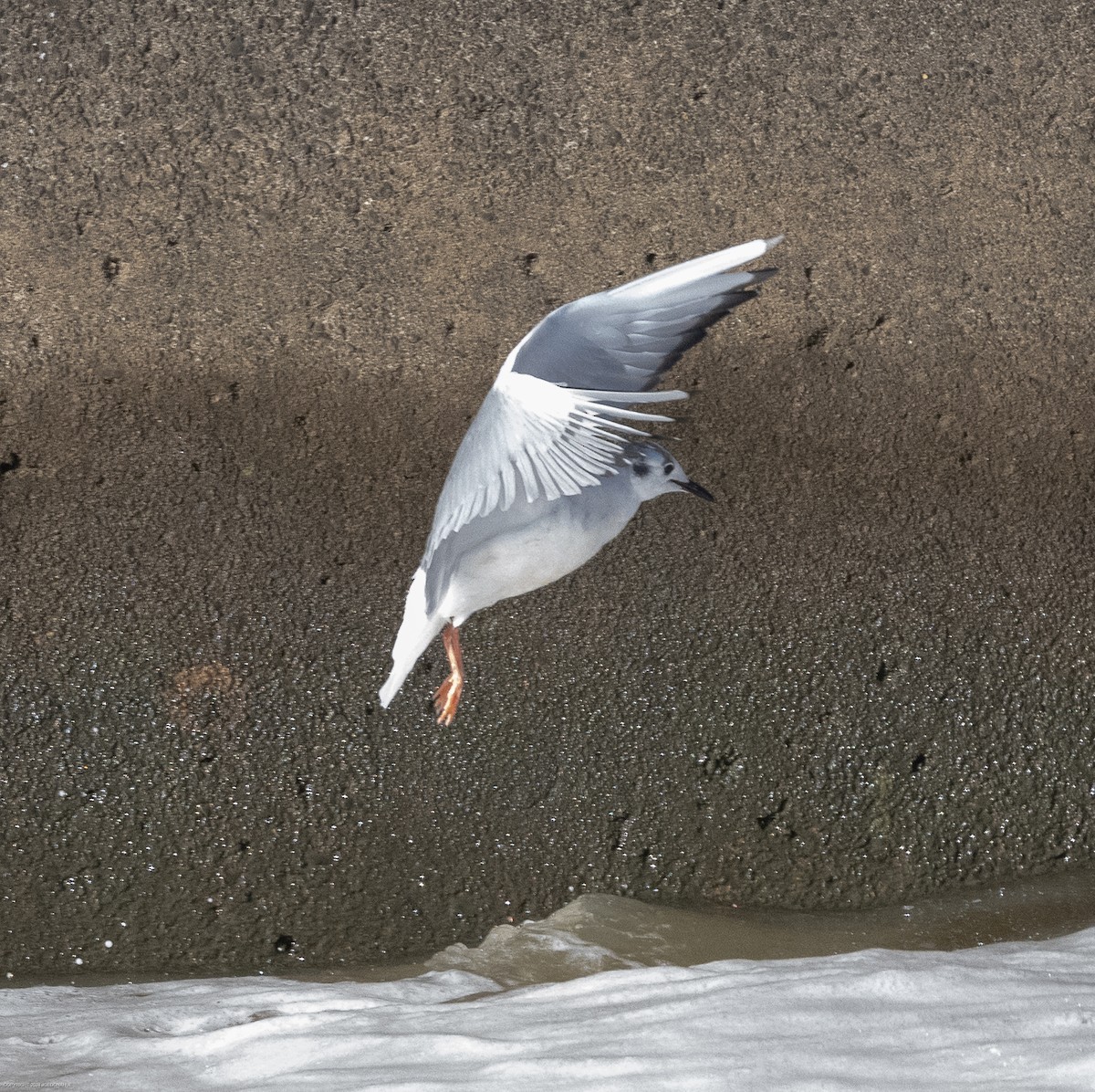 Bonaparte's Gull - ML615954935