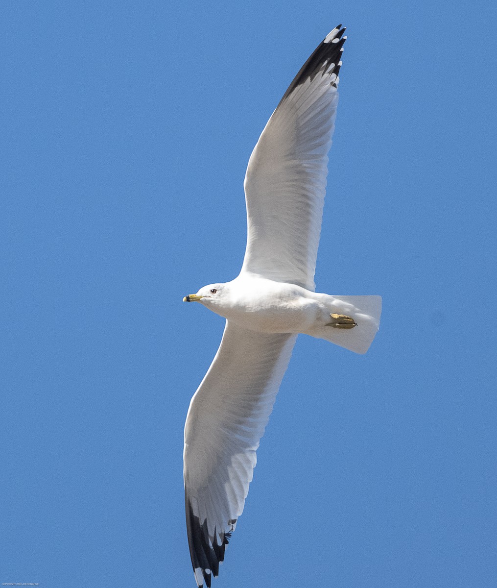 Ring-billed Gull - ML615954956
