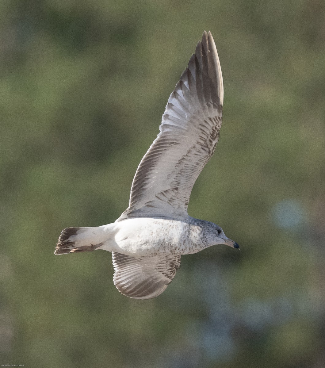 Ring-billed Gull - ML615954971