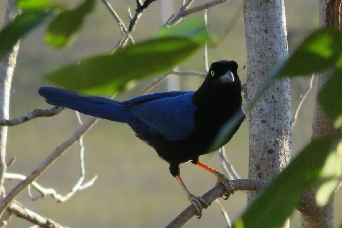 Purplish-backed Jay - ML615954975