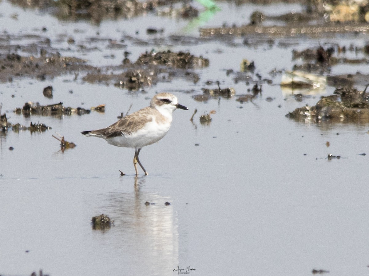 Greater Sand-Plover - ML615954976