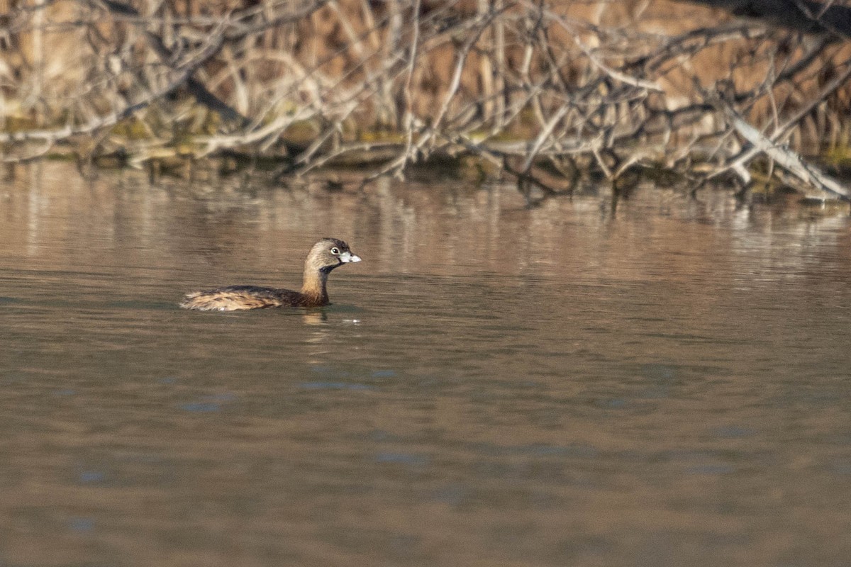 Pied-billed Grebe - Ido Ben-Itzhak