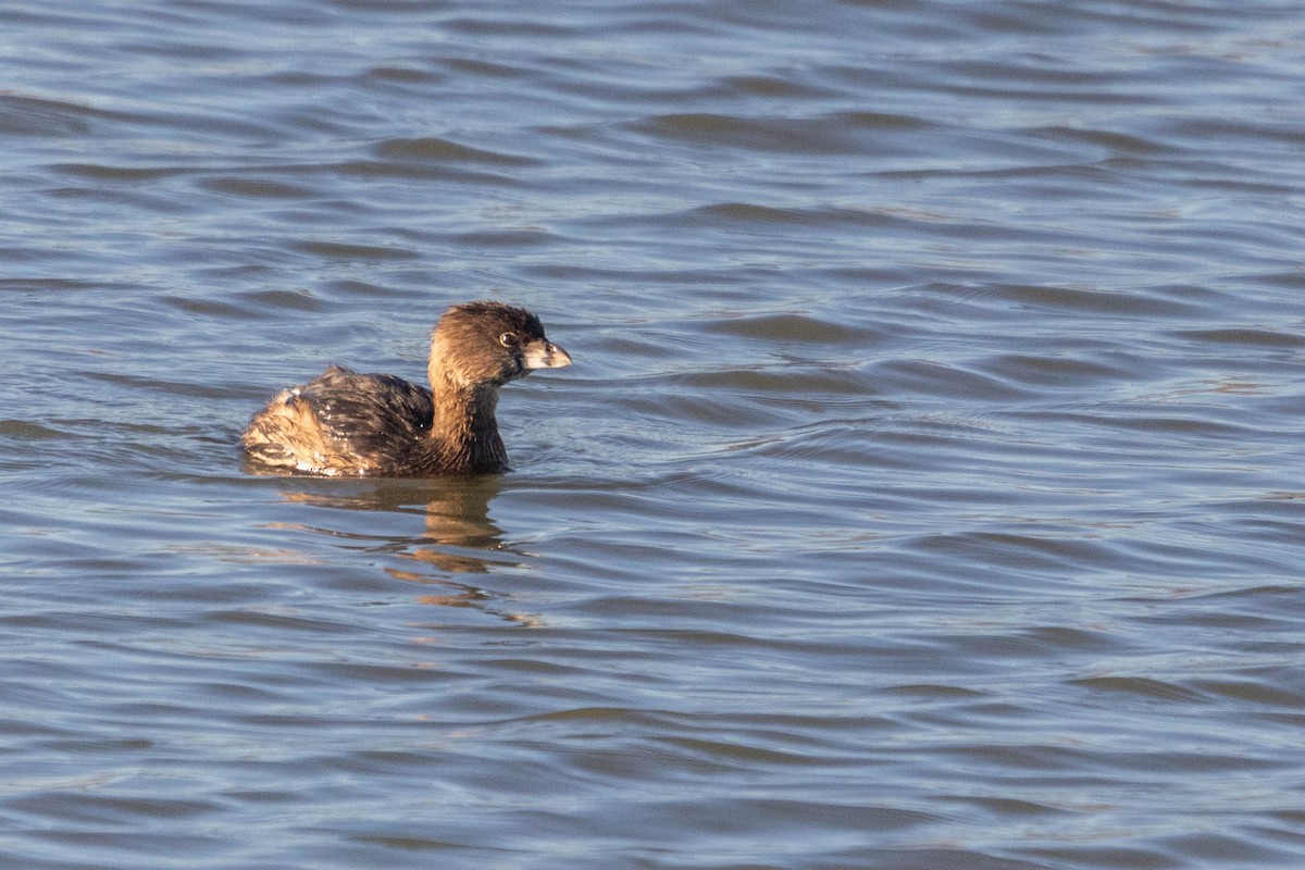 Pied-billed Grebe - ML615954987