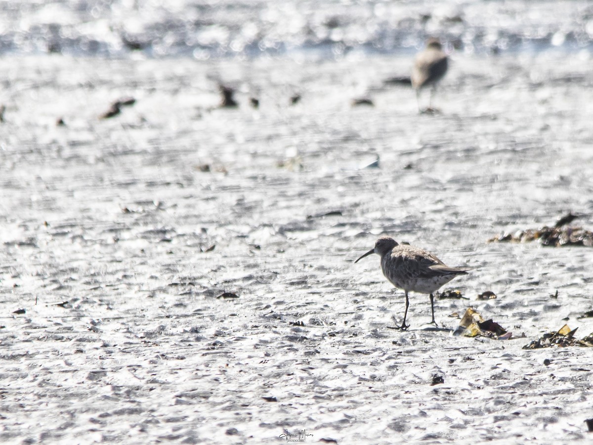 Curlew Sandpiper - ML615954990