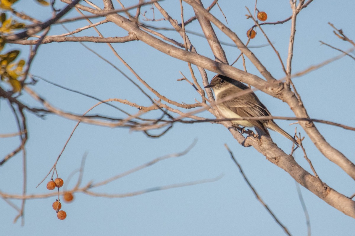 Eastern Phoebe - ML615954997