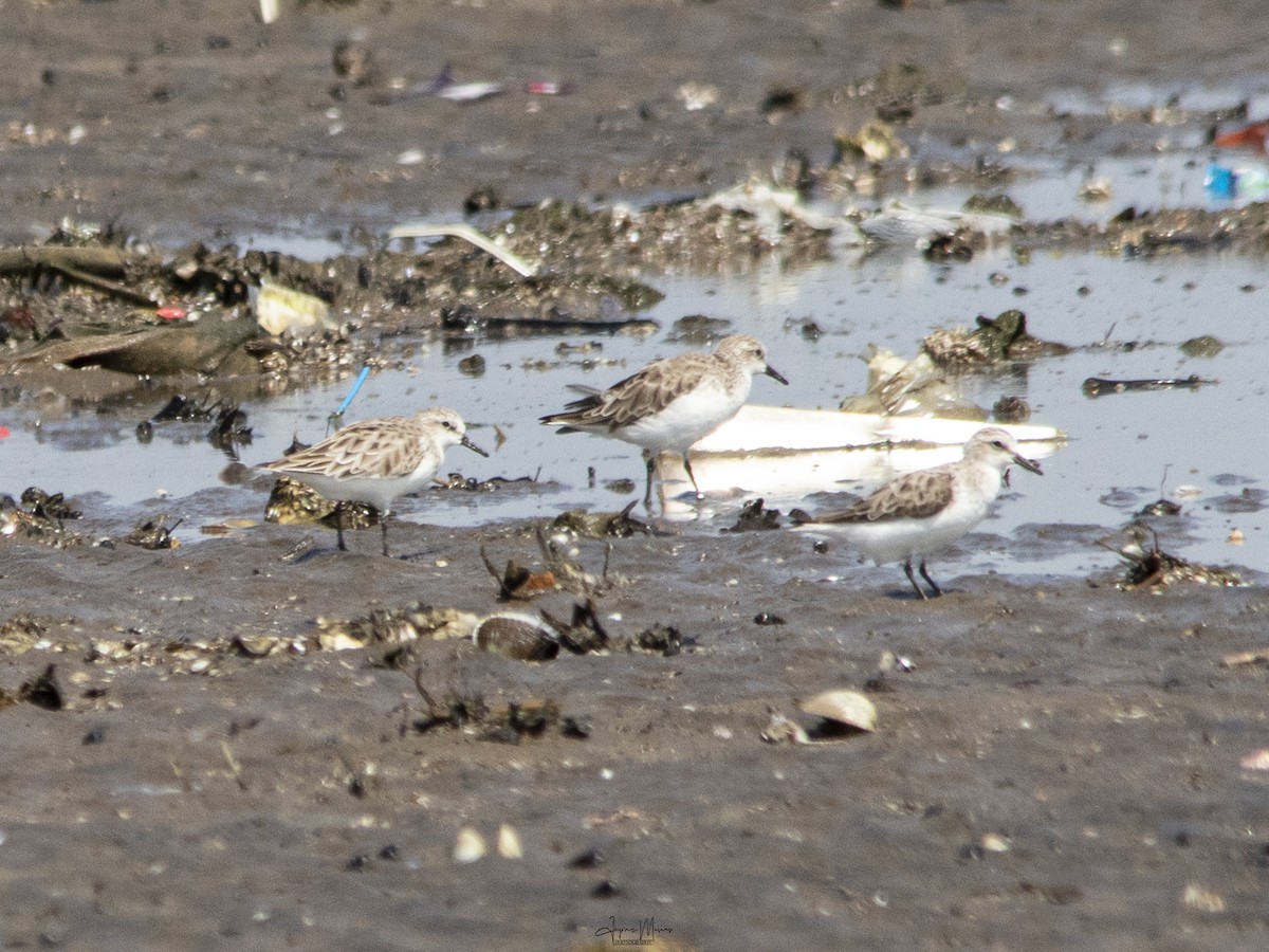 Red-necked Stint - ML615955003