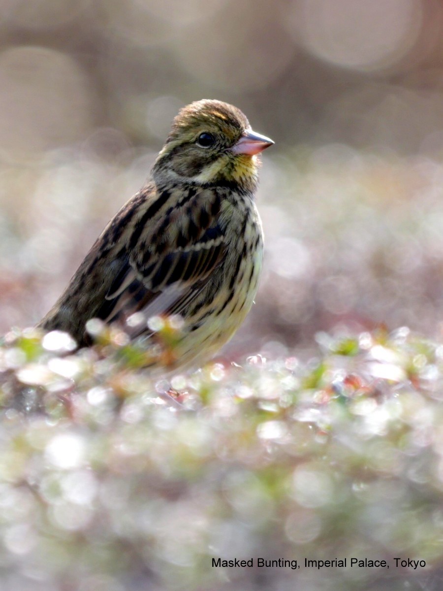 Masked Bunting - Peter Edmonds