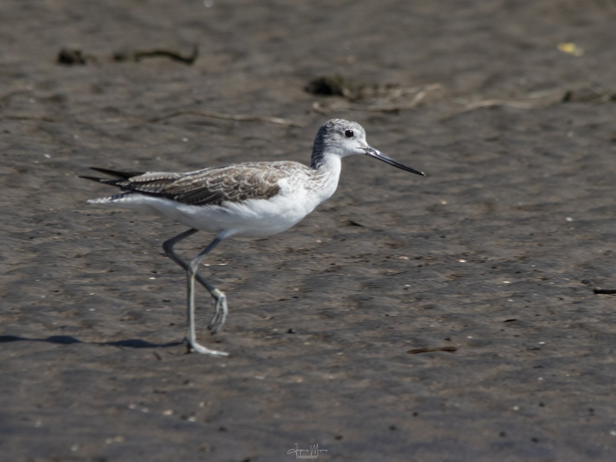 Common Greenshank - ML615955007