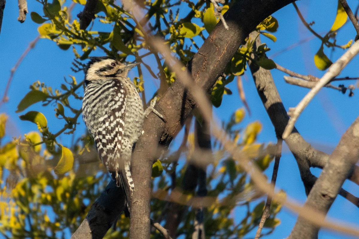 Ladder-backed Woodpecker - ML615955009