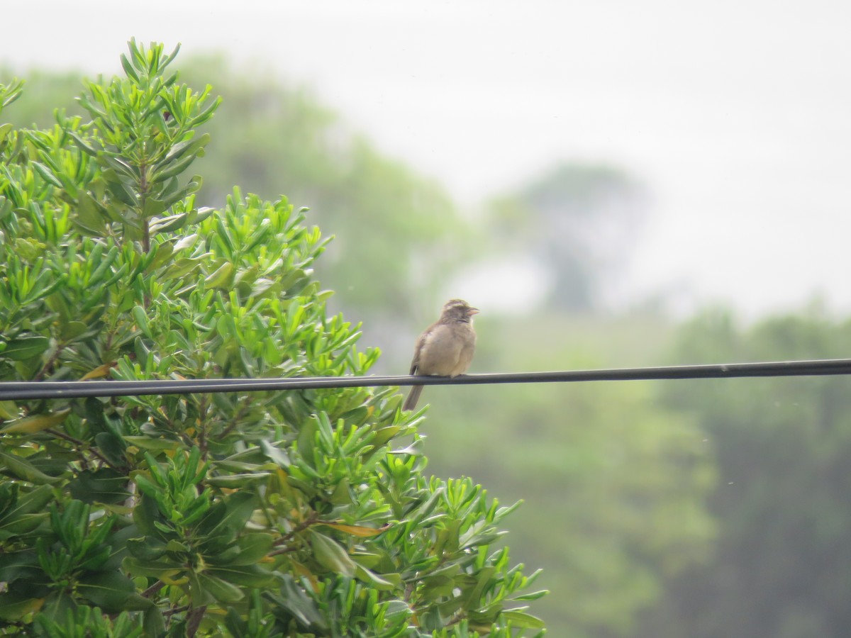 Streaky-headed Seedeater - ML615955012