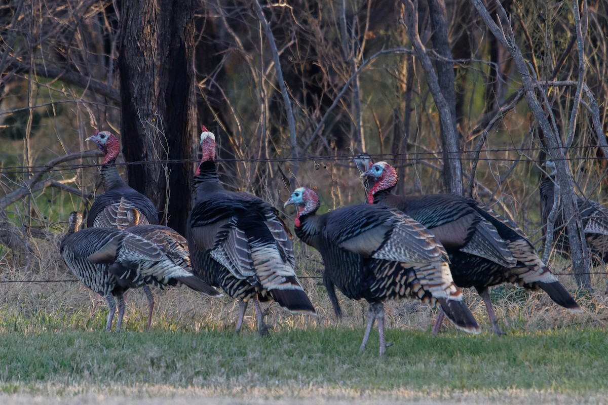 Wild Turkey - Ido Ben-Itzhak