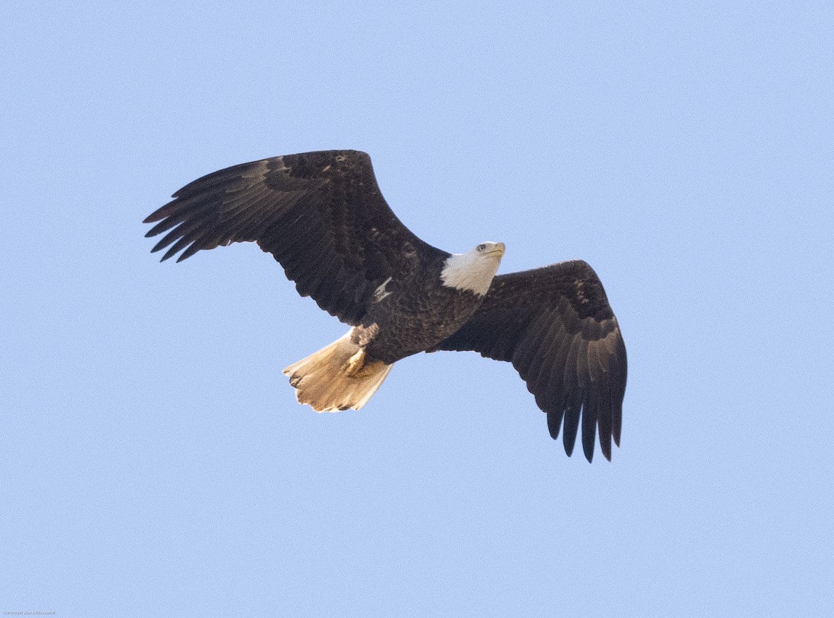Bald Eagle - ML615955016