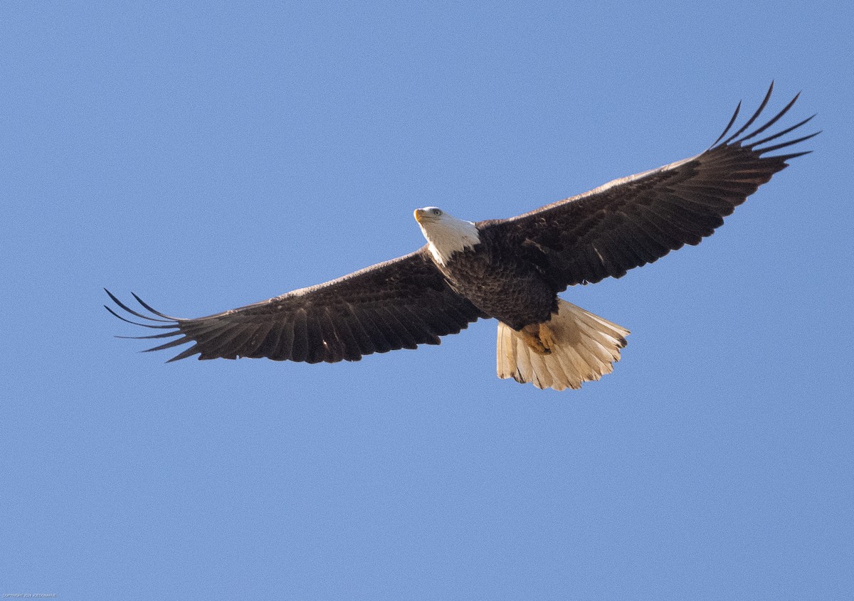 Bald Eagle - ML615955017