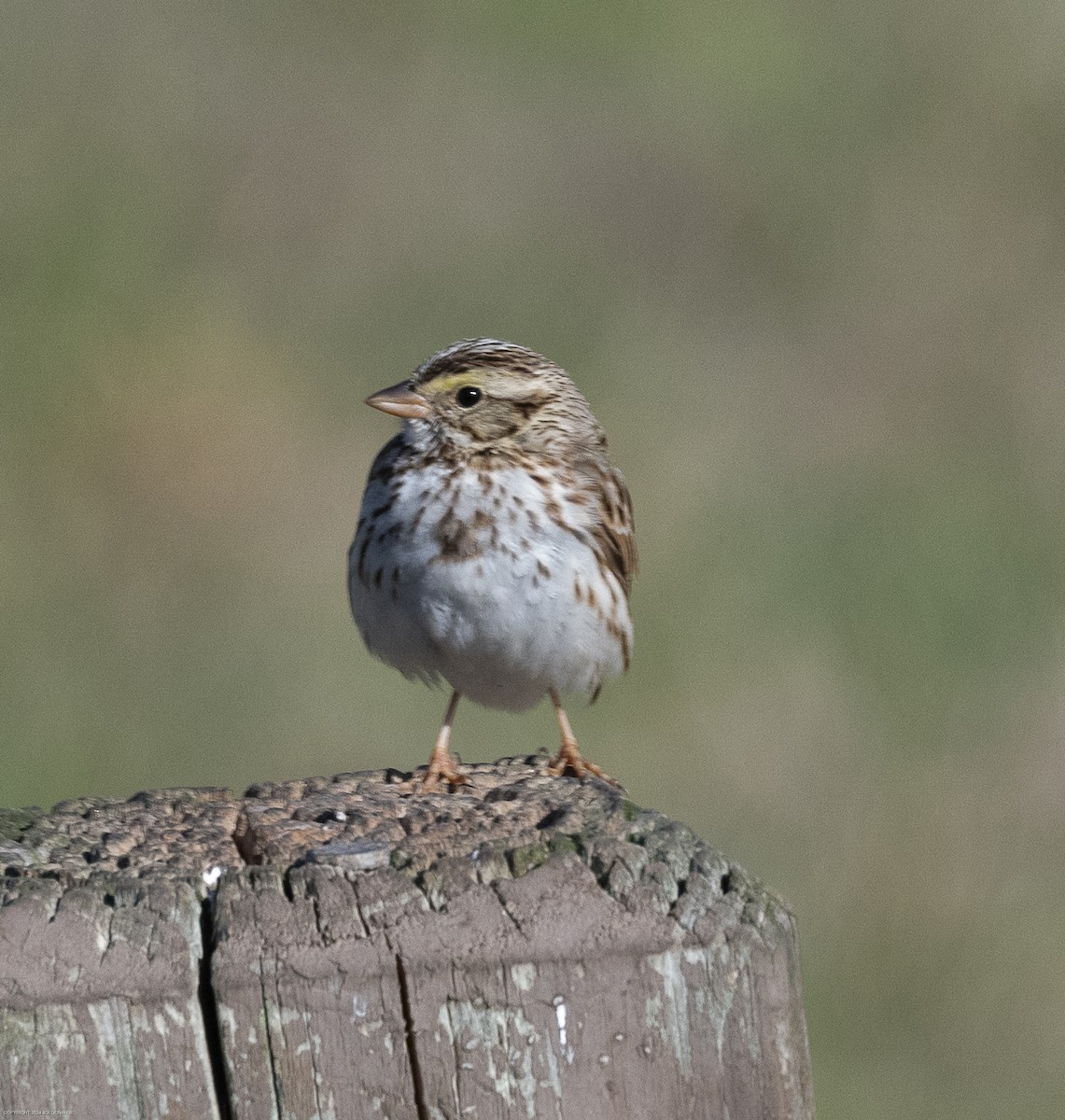 Savannah Sparrow - ML615955022