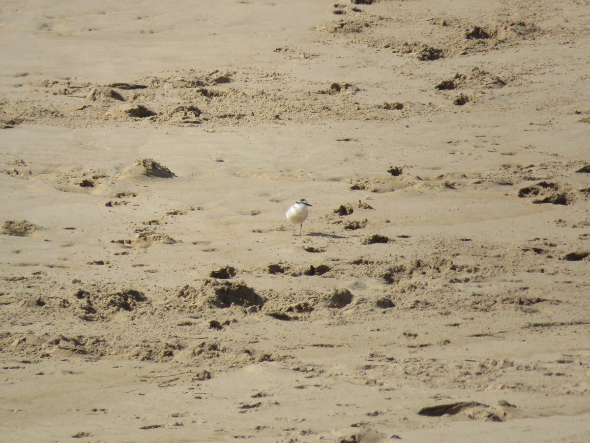 White-fronted Plover - ML615955052