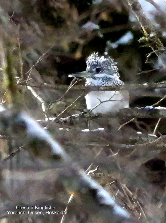 Crested Kingfisher - Peter Edmonds