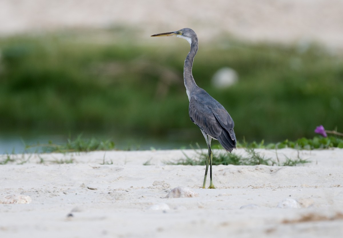 Western Reef-Heron - ML615955104