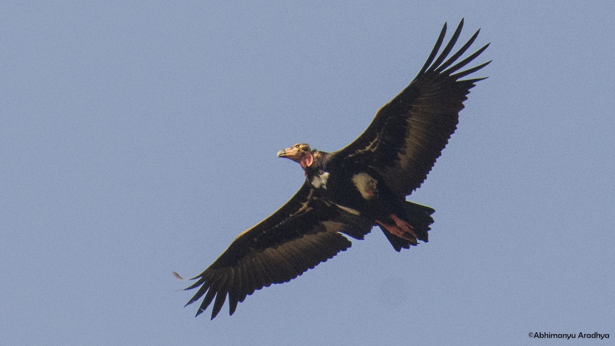 Red-headed Vulture - ML615955110