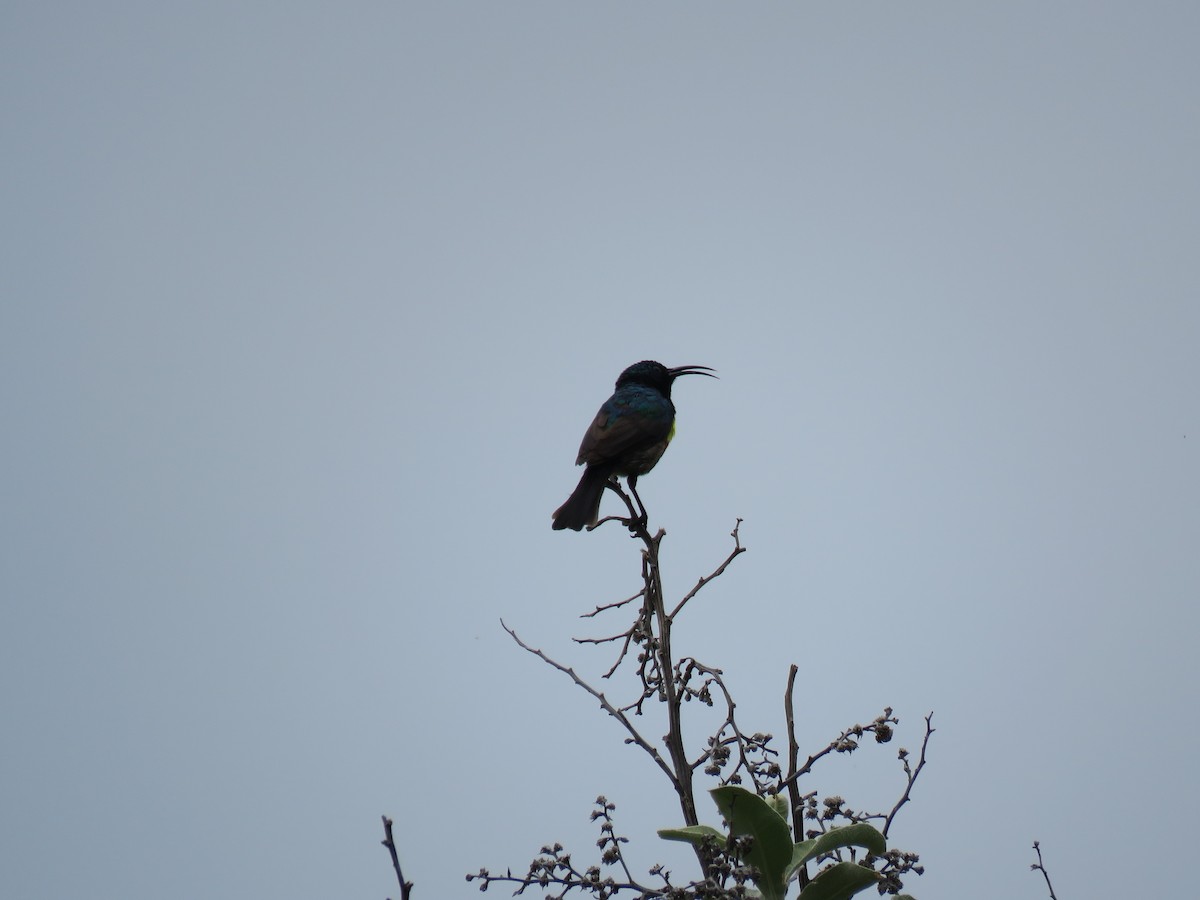 Greater Double-collared Sunbird - ML615955111