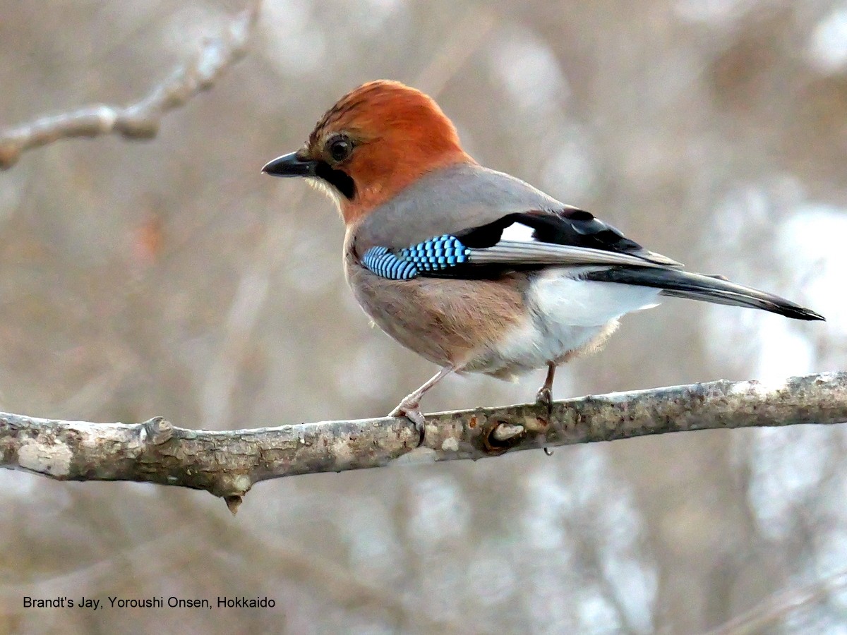 Eurasian Jay (Brandt's) - Peter Edmonds