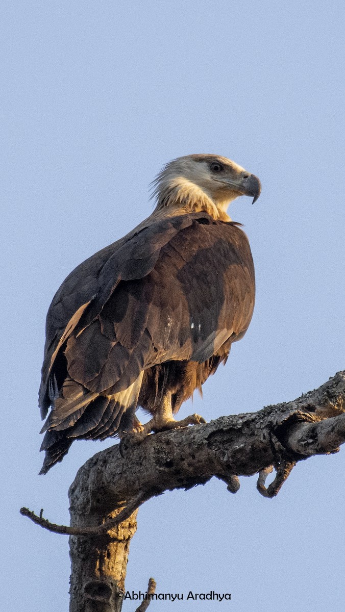 Pallas's Fish-Eagle - ML615955142