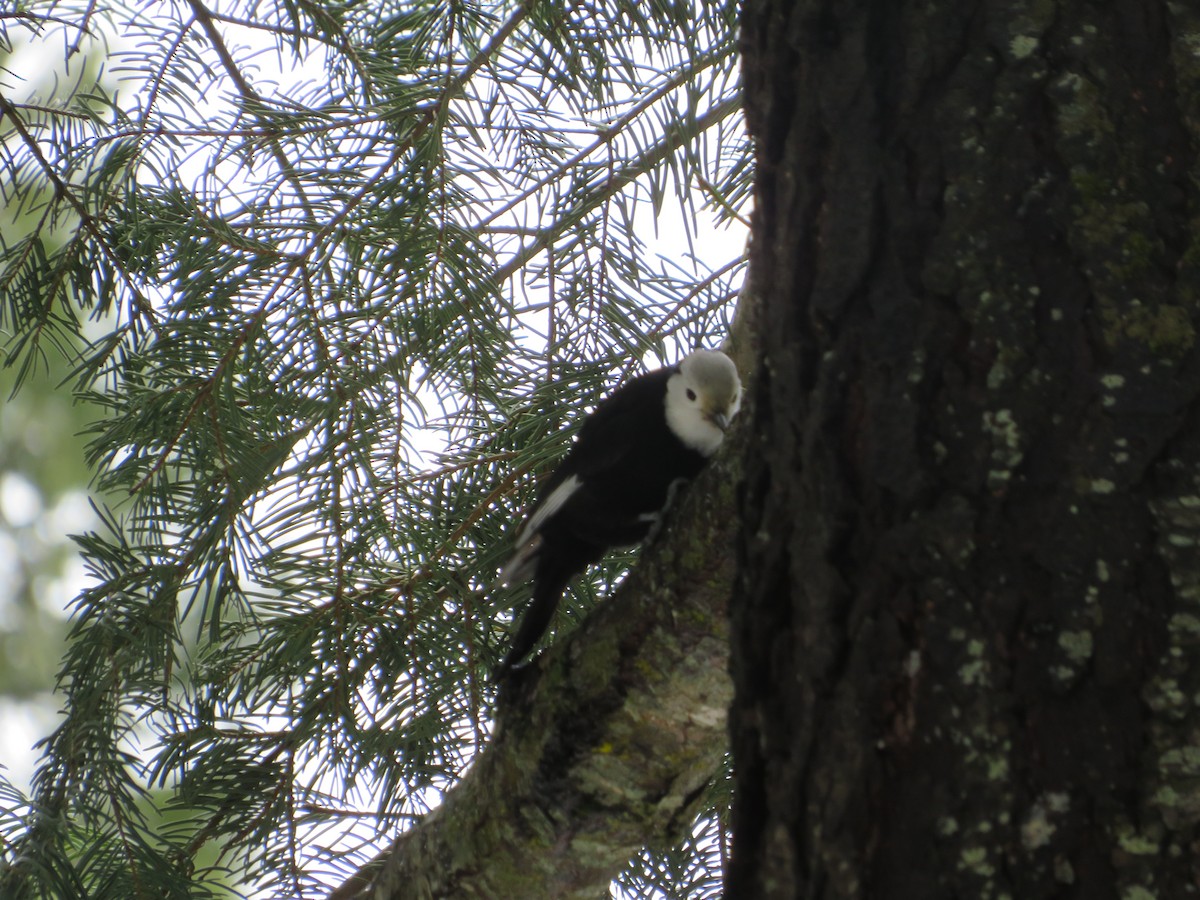 White-headed Woodpecker - ML615955147