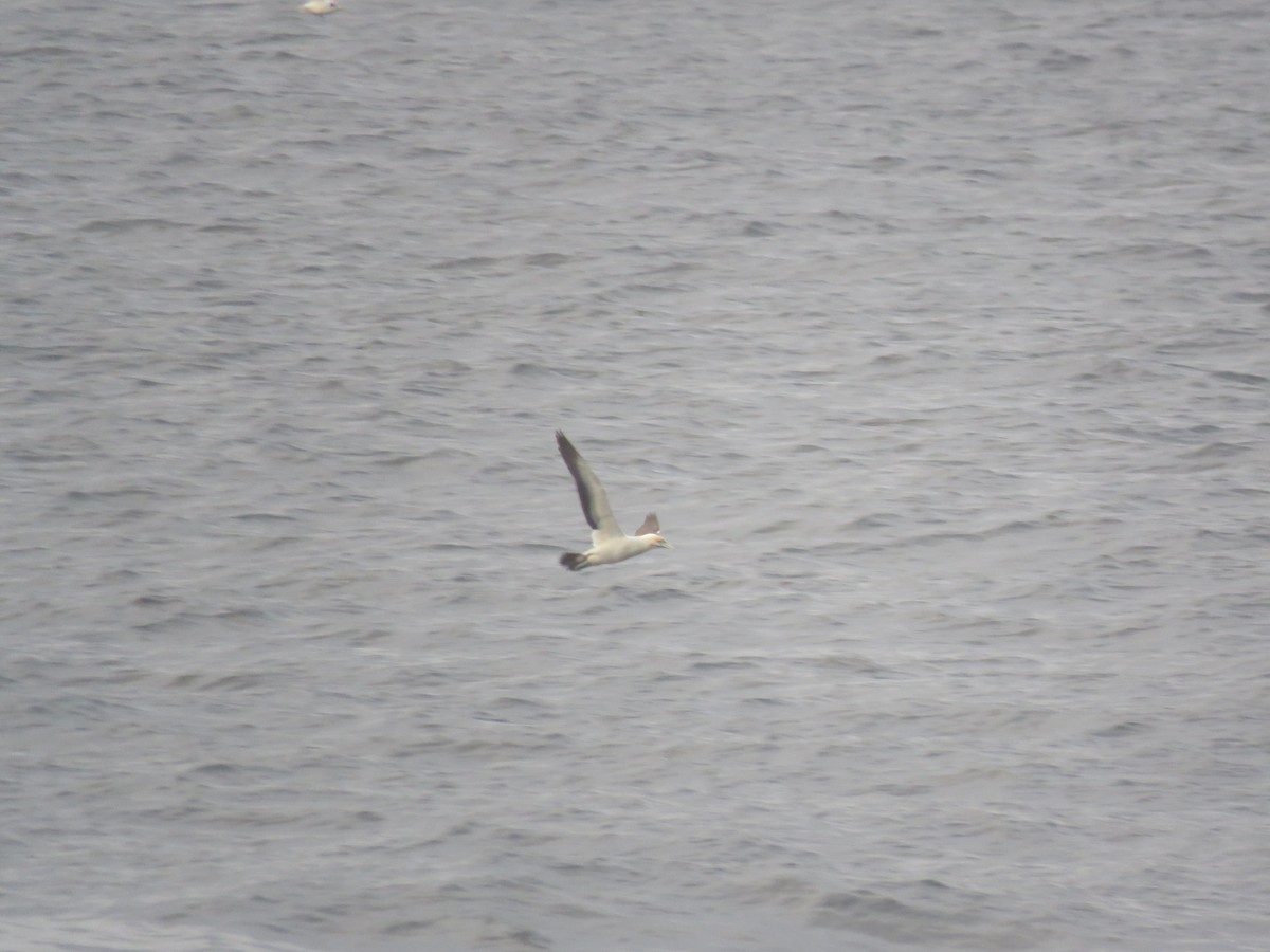 Cape Gannet - Chen Faibis