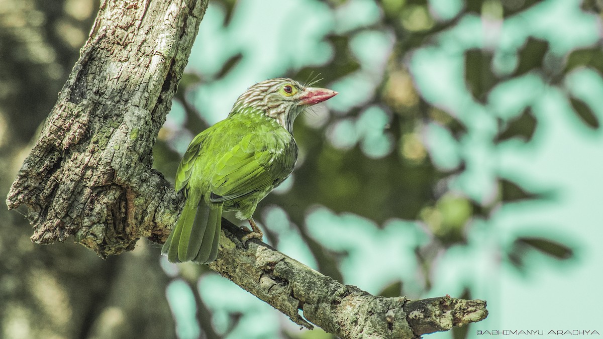 Lineated Barbet - ML615955175