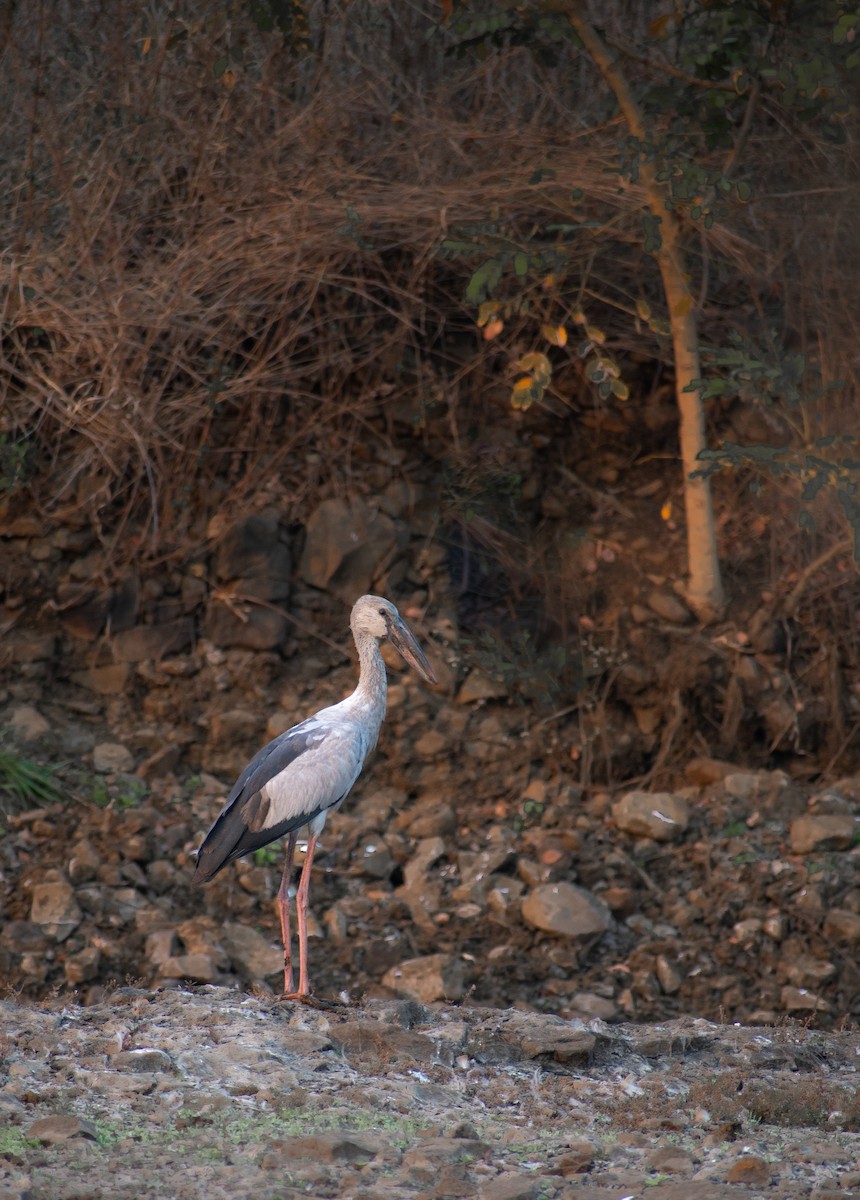 Asian Openbill - ML615955182