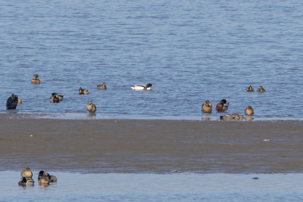 Common Shelduck - Louis Bevier