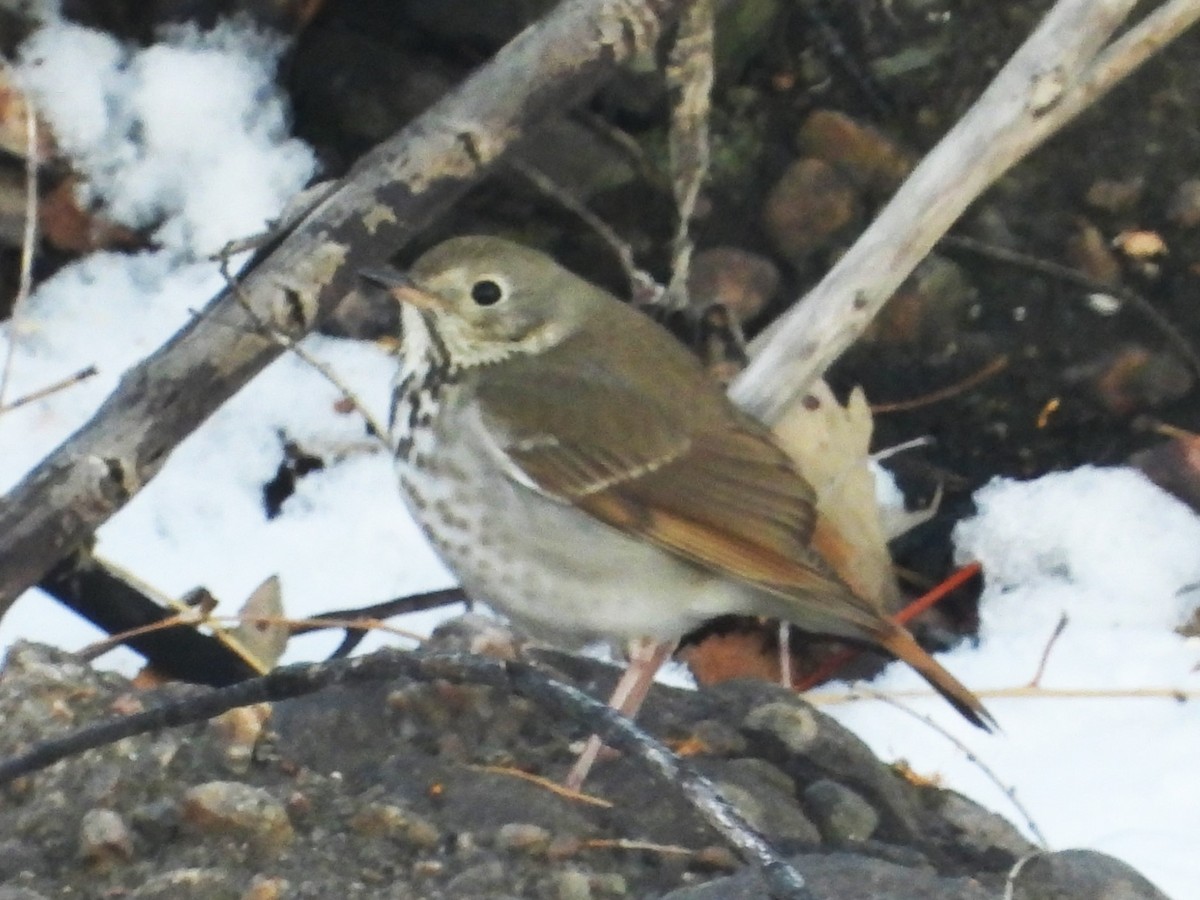 Hermit Thrush - ML615955240