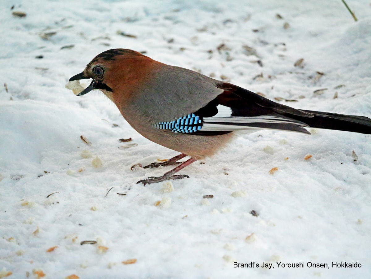 Eurasian Jay (Brandt's) - ML615955299