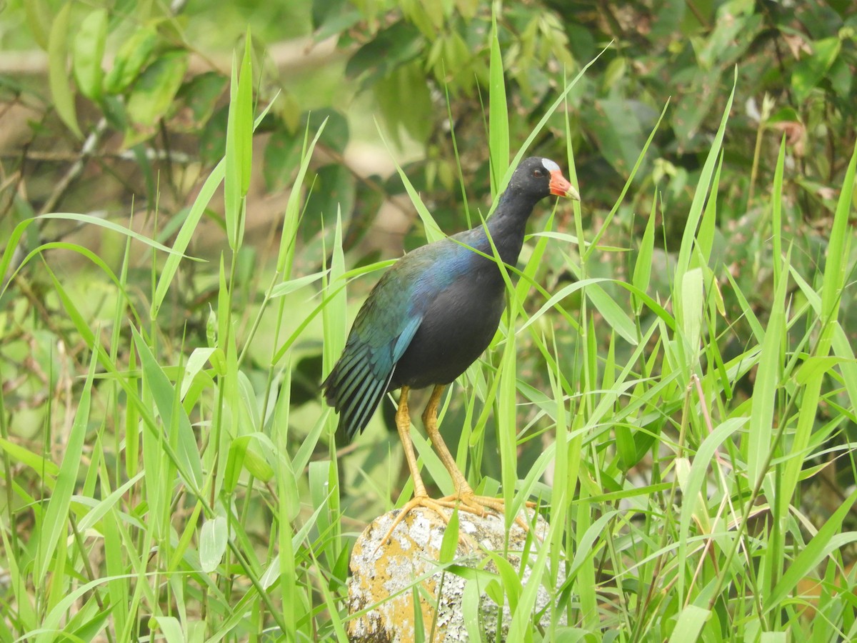 Purple Gallinule - Harold Rodriguez