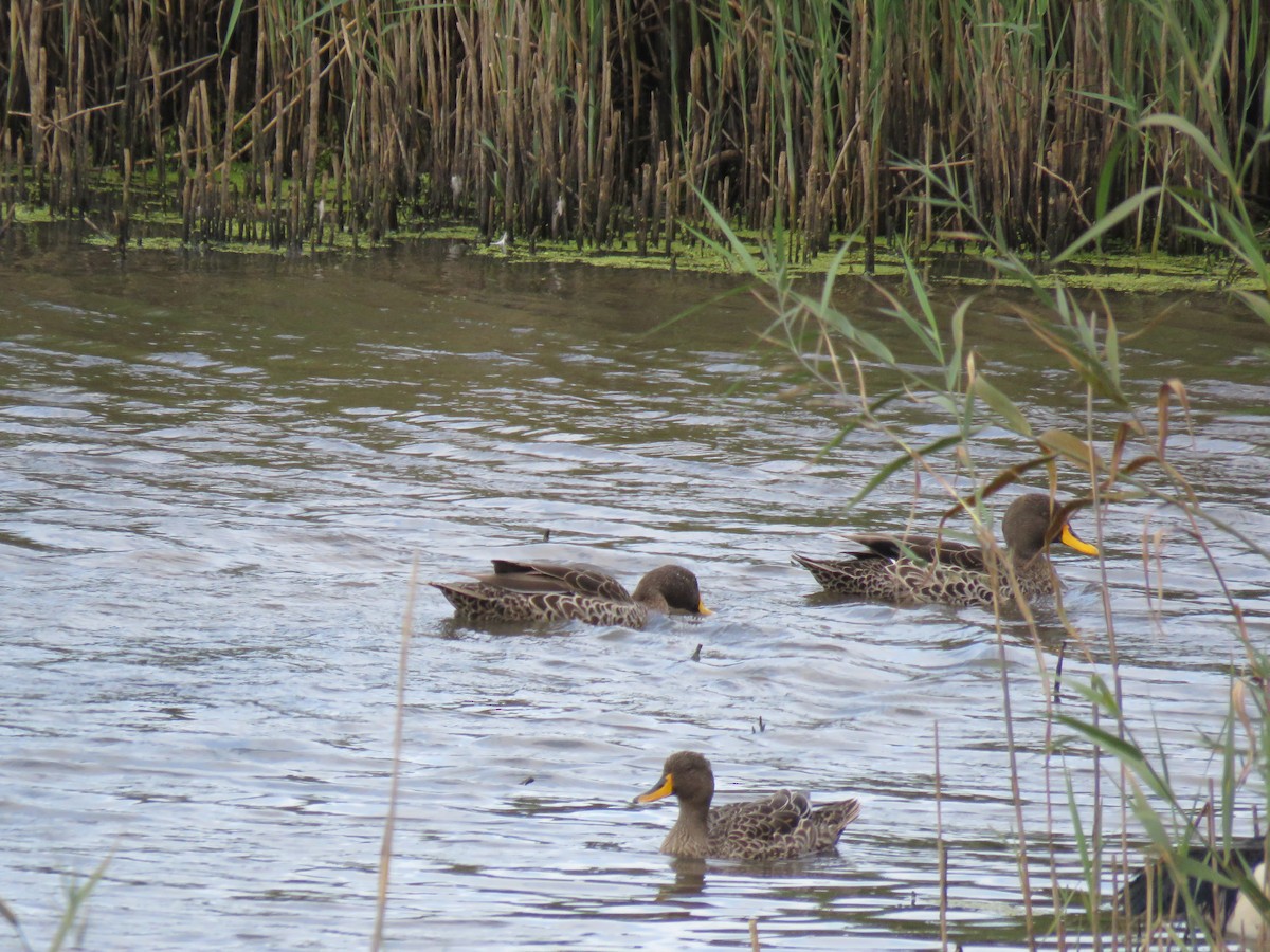 Yellow-billed Duck - ML615955348