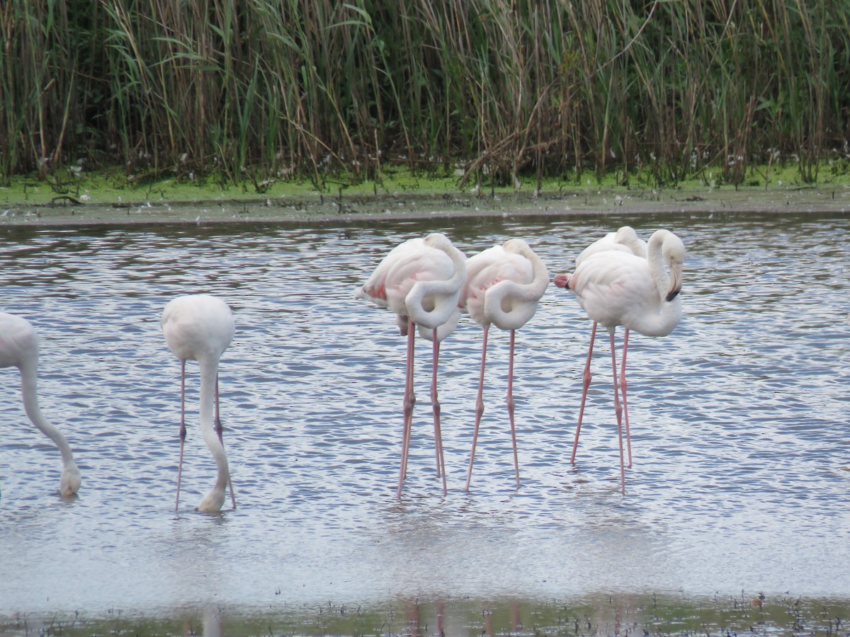 Greater Flamingo - ML615955360