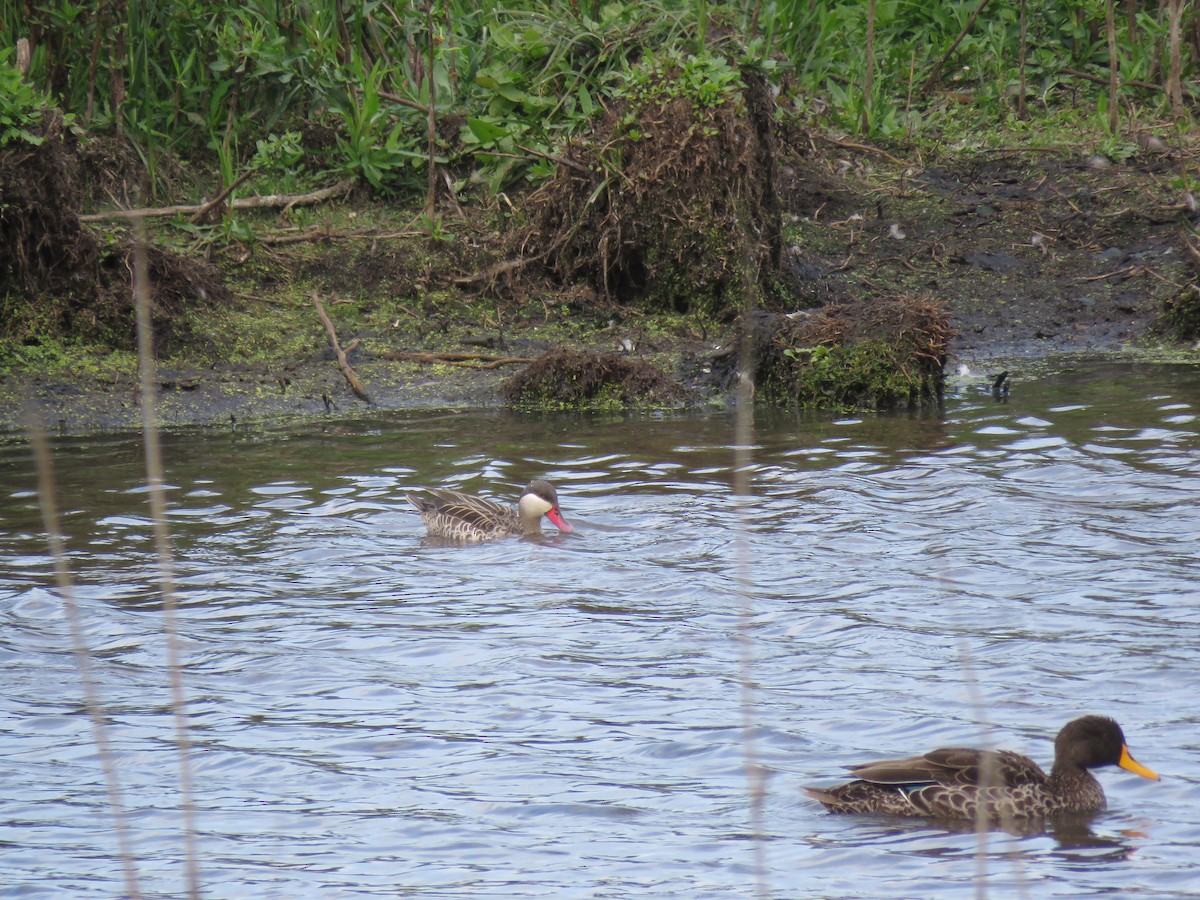 Red-billed Duck - ML615955369