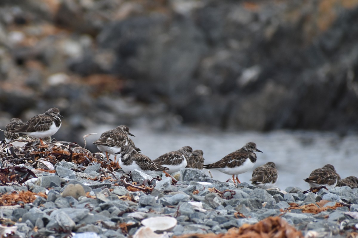 Ruddy Turnstone - ML615955383