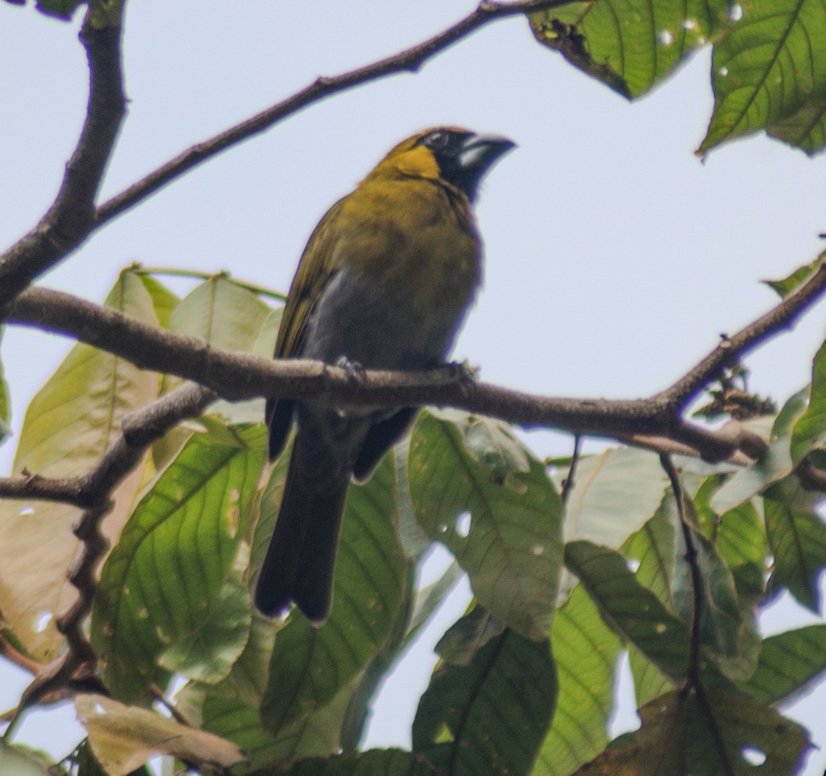 Black-faced Grosbeak - oswaldo saballos