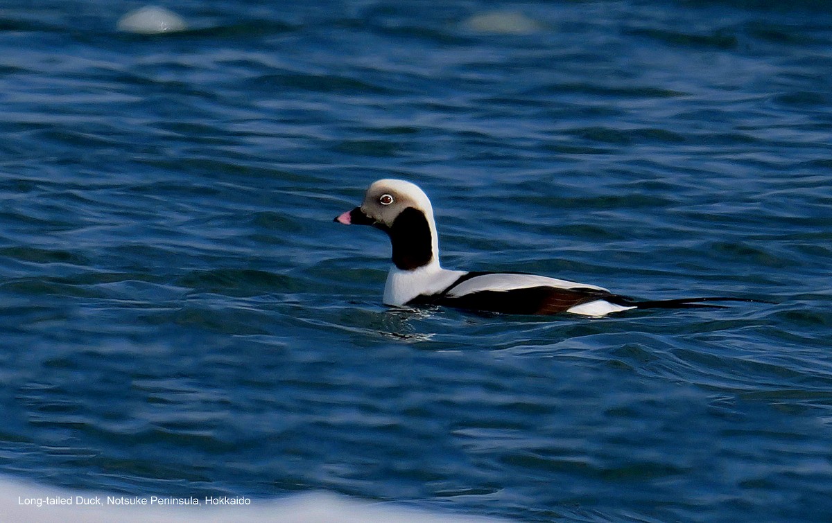 Long-tailed Duck - ML615955420