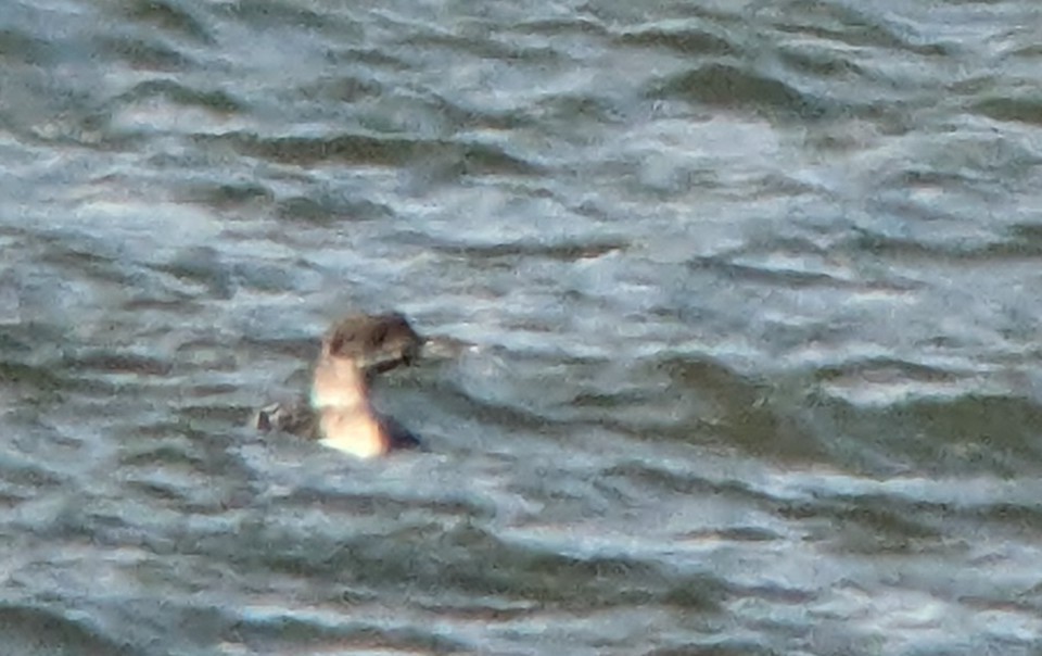 Common Loon - ML615955435