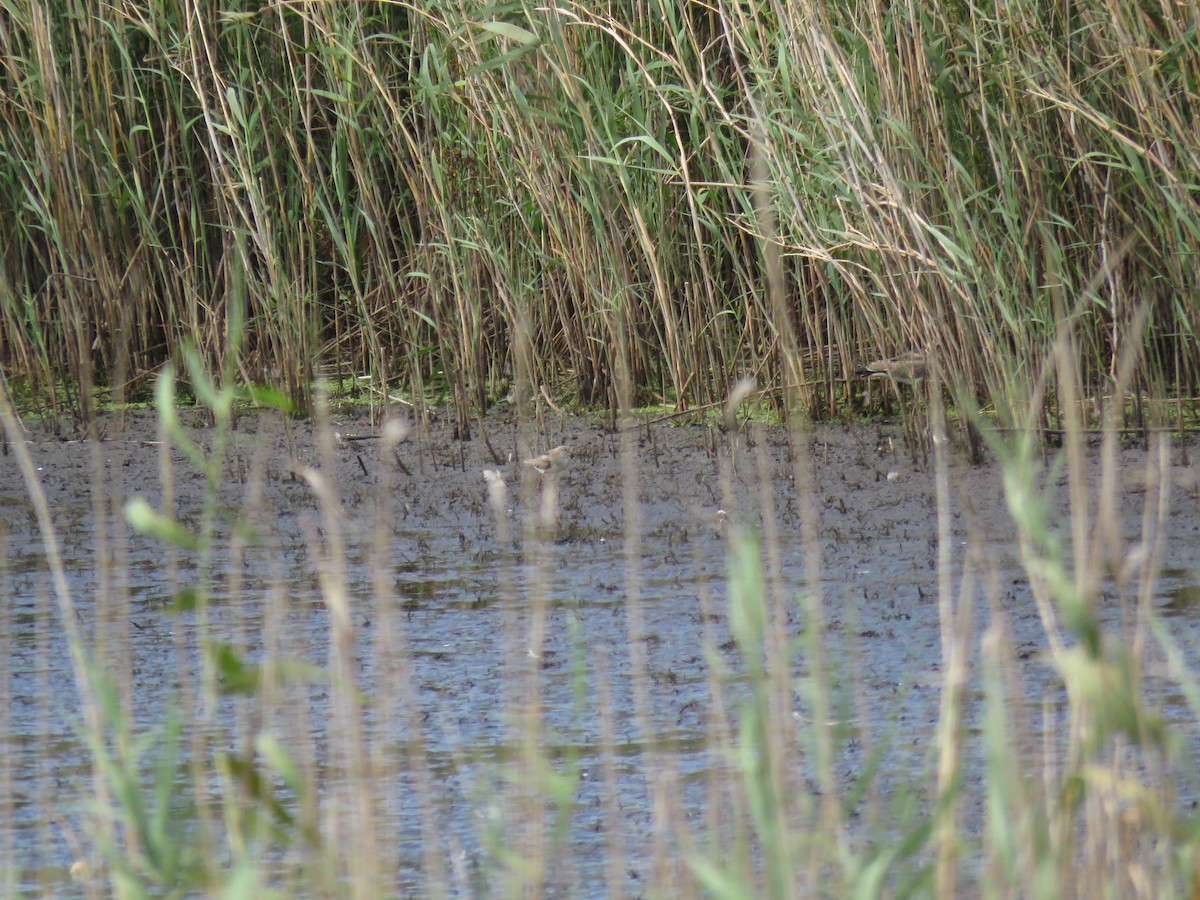 Terek Sandpiper - ML615955444