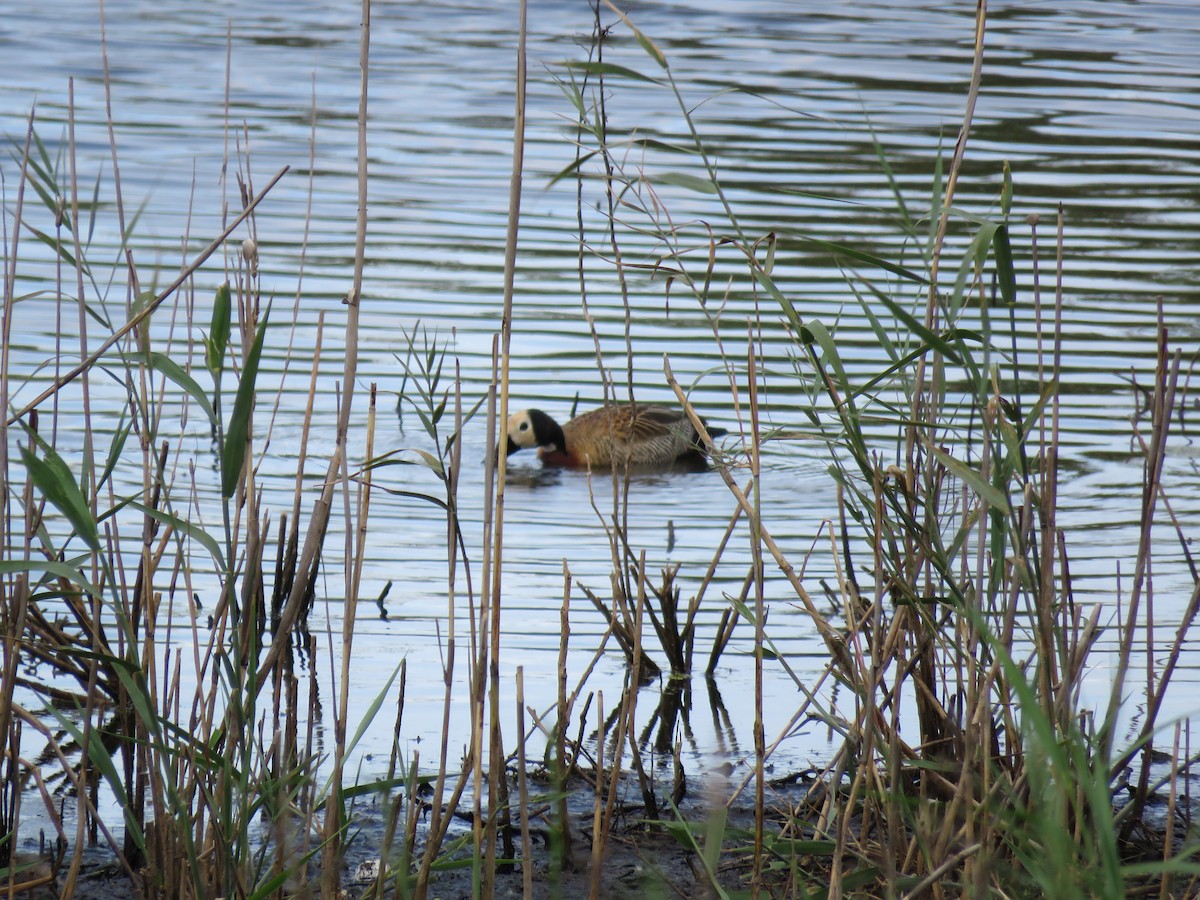 White-faced Whistling-Duck - ML615955465