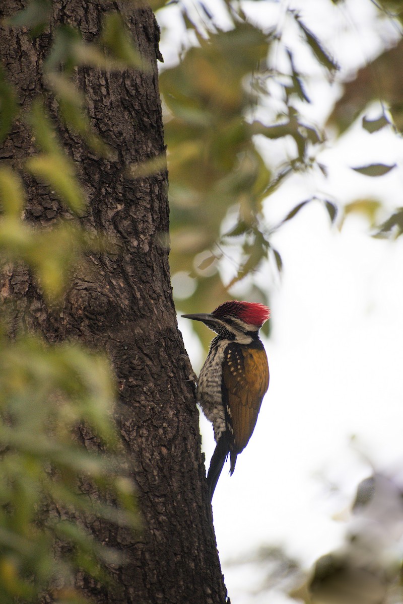 Black-rumped Flameback - ML615955472