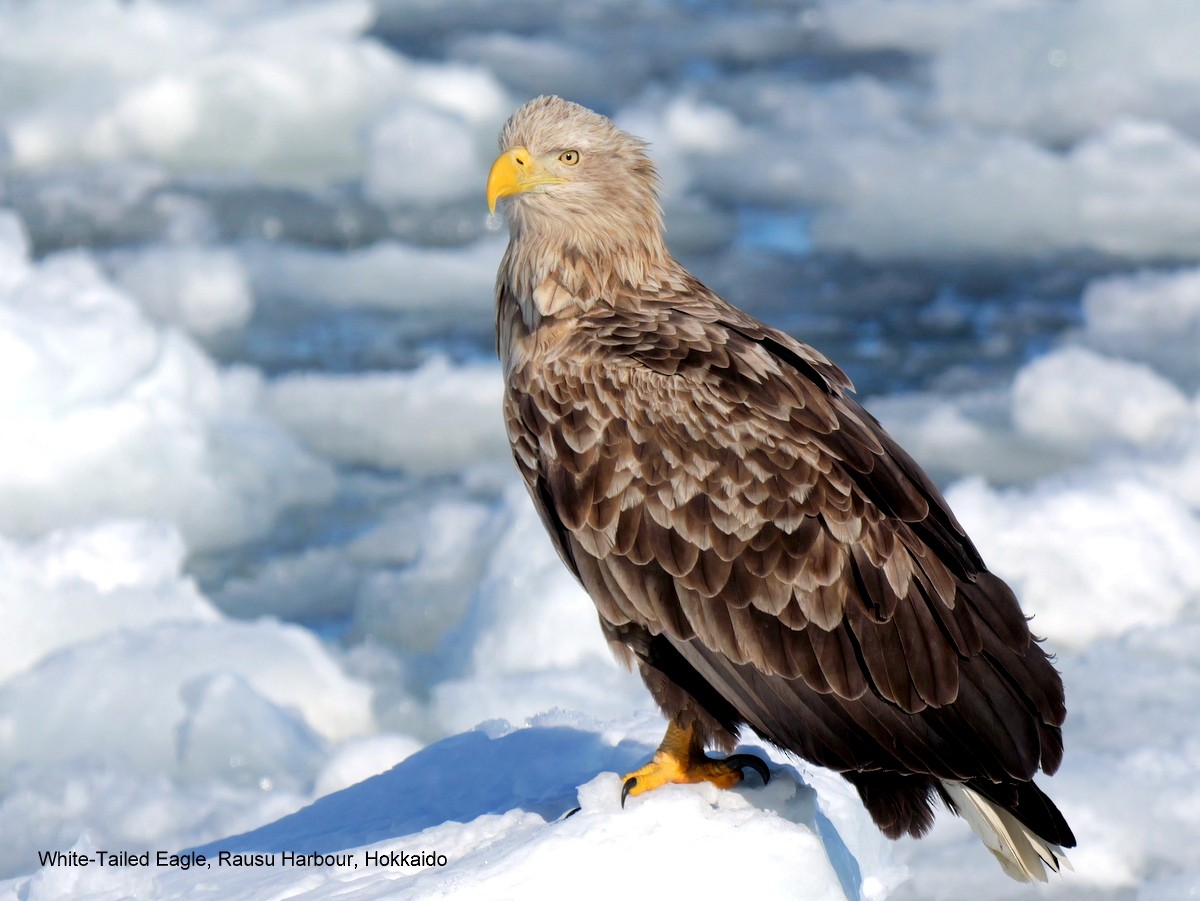 White-tailed Eagle - Peter Edmonds